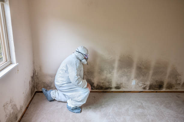 Mold Documentation for Insurance Claims in Demopolis, AL